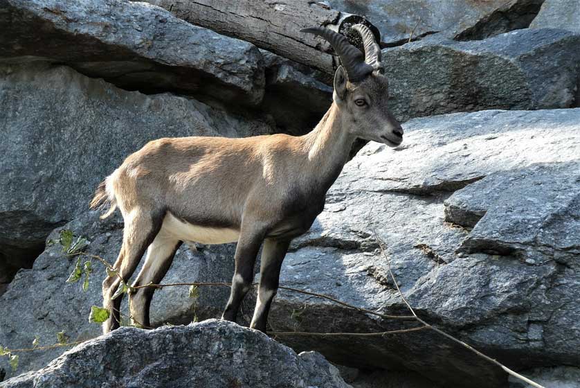 Alpen Zoo.
