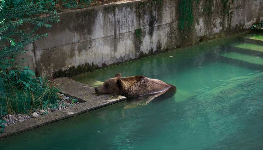 Bear in the B�rengraben.