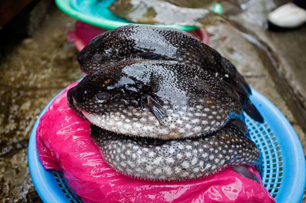 Jagalchi Fish Market, Busan, South Korea.