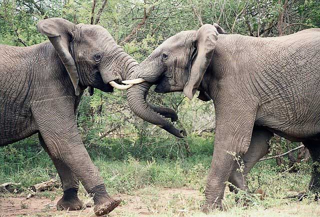 Kruger National Park, Mpumalanga Province.