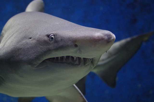 Great White Shark Cage Diving.