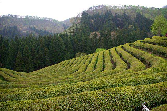 Boseong tea fields.
