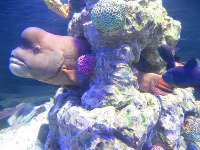 See several species of sharks, rays, giant turtles and penguins.