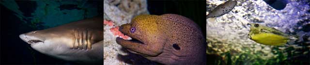 Sea Life Busan Aquarium.