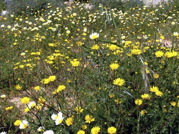 Wild flowers.