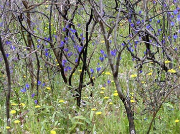 Wild flowers.