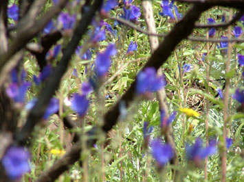 Wild flowers.