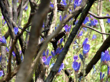 Wild flowers.