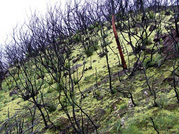 Algarve flora.