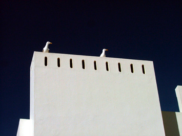 Algarve seagulls.