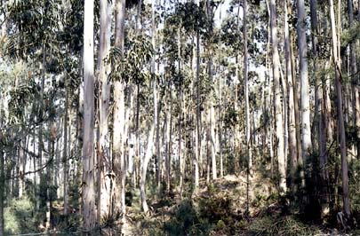 Eucalyptus trees.