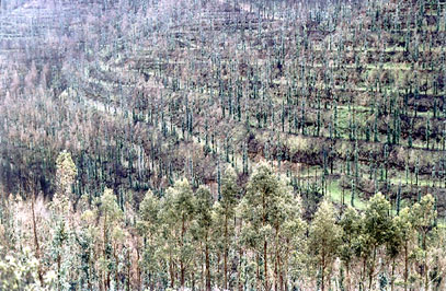 Terraced forest hill.