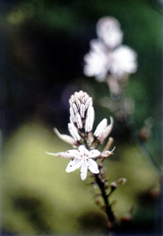 Wild flower.