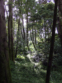 Sintra Palace garden.