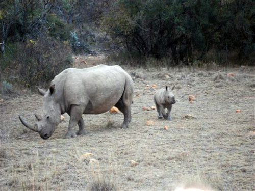 Rhino, Grootkoppe, South Africa.