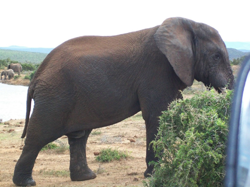 Addo Elephant National Park, South Africa.