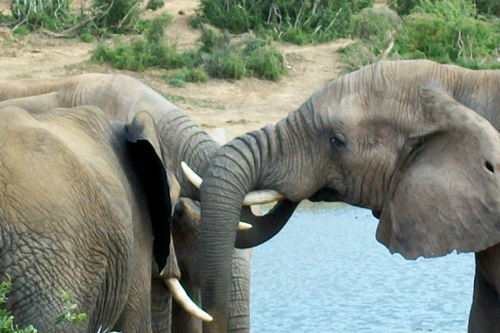 Addo Elephant National Park, South Africa.