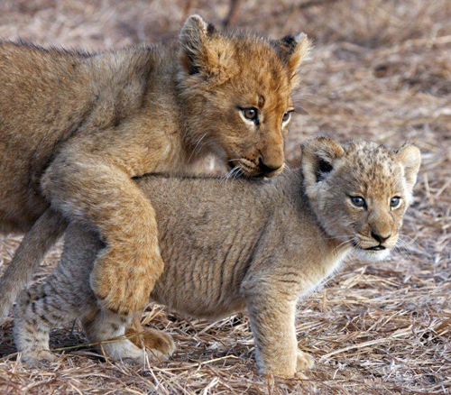 South Africa safaris.