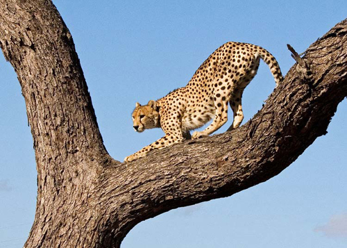 South Africa Tours