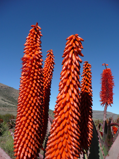 Eastern Cape Vegetation, South Africa.
