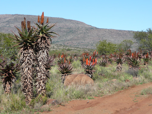Eastern Cape landscape.