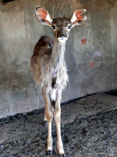 Kudu, South Africa.