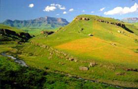 South African Safaris